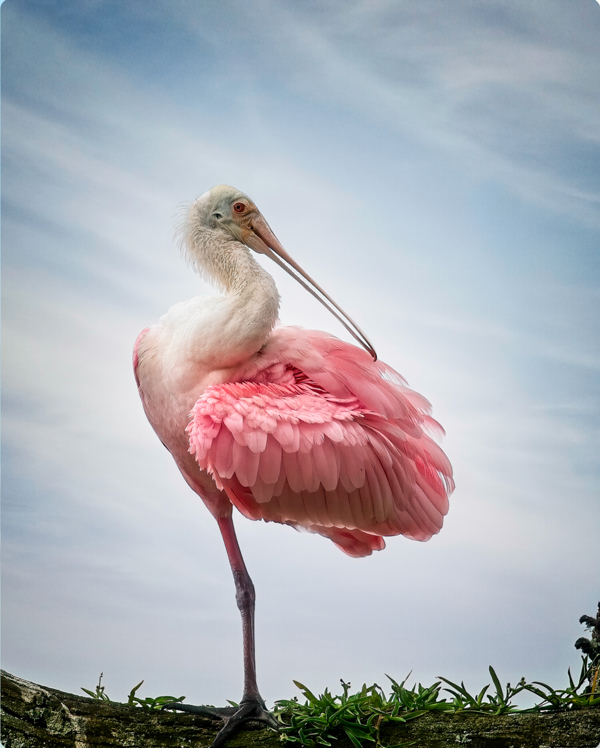 Wading Bird Collection