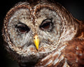 Barred Owl close-up portrait with dark eyes and intricate feather patterns — Bill Felter Photography