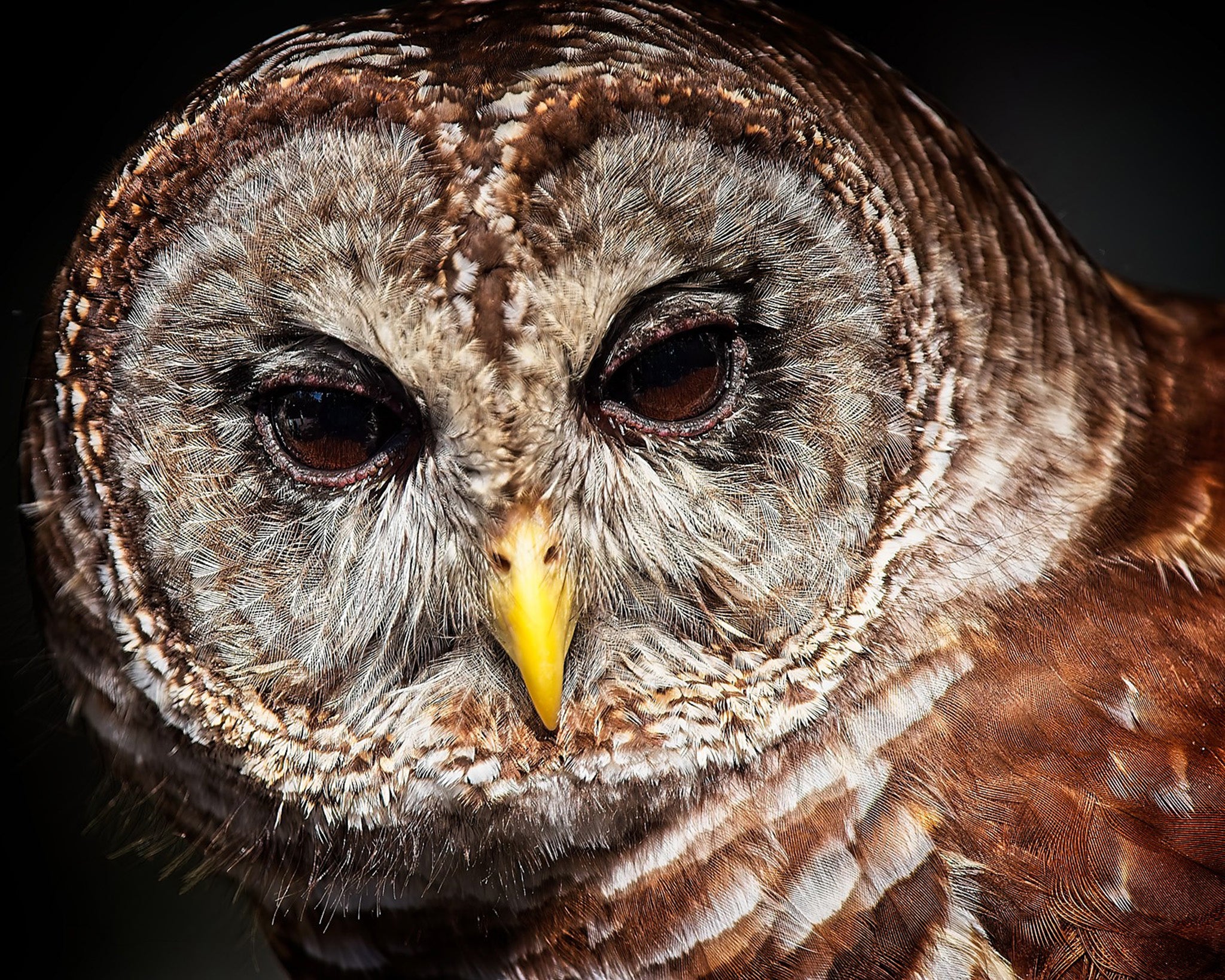 Barred Owl close-up portrait with dark eyes and intricate feather patterns — Bill Felter Photography