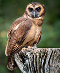 Brown Wood Owl perched on weathered stump gazing at camera — Bill Felter Photography