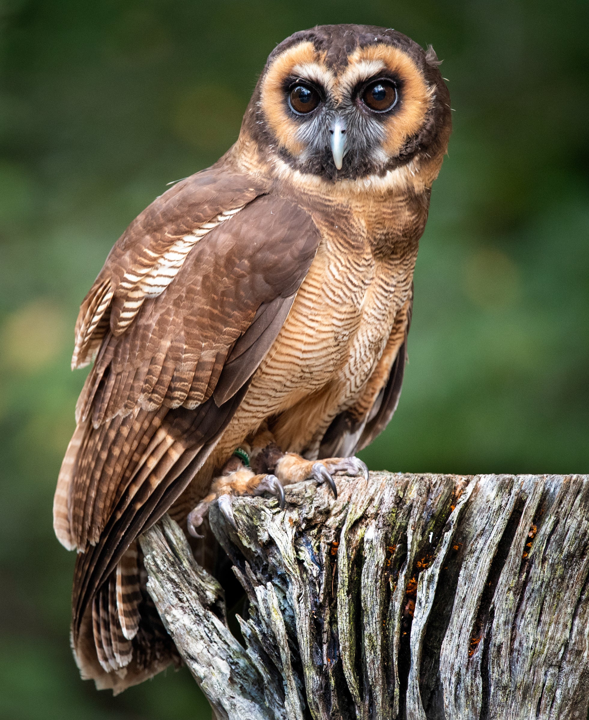 Brown Wood Owl perched on weathered stump gazing at camera — Bill Felter Photography