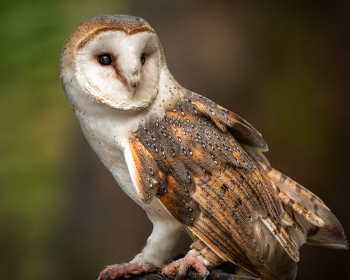 Barn Owl in three-quarter pose with heart-shaped facial disc — Bill Felter Photography