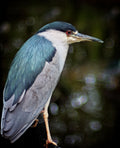 Black-crowned Night Heron — Still Watch