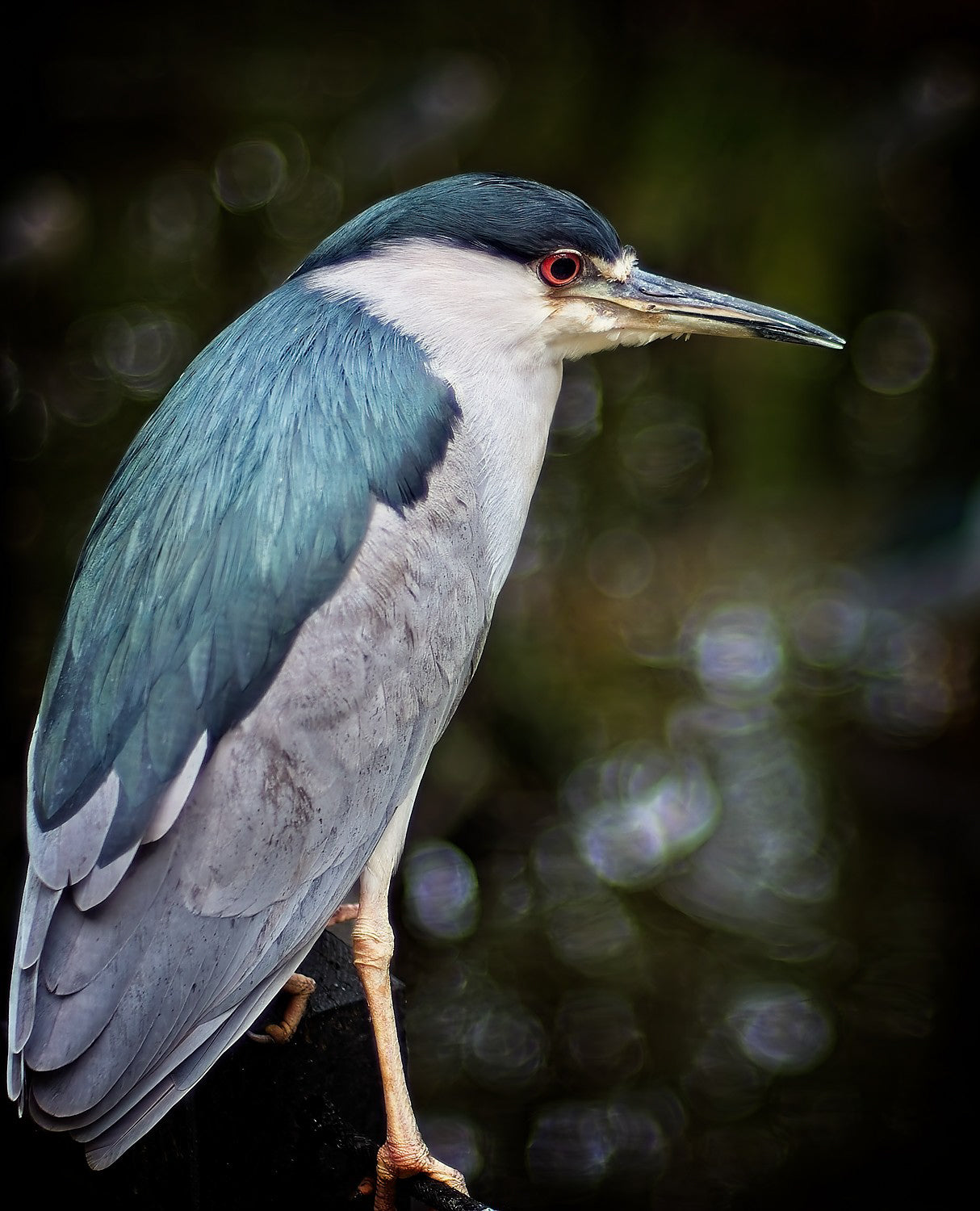 Black-crowned Night Heron — Still Watch