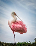 Pink Elegance