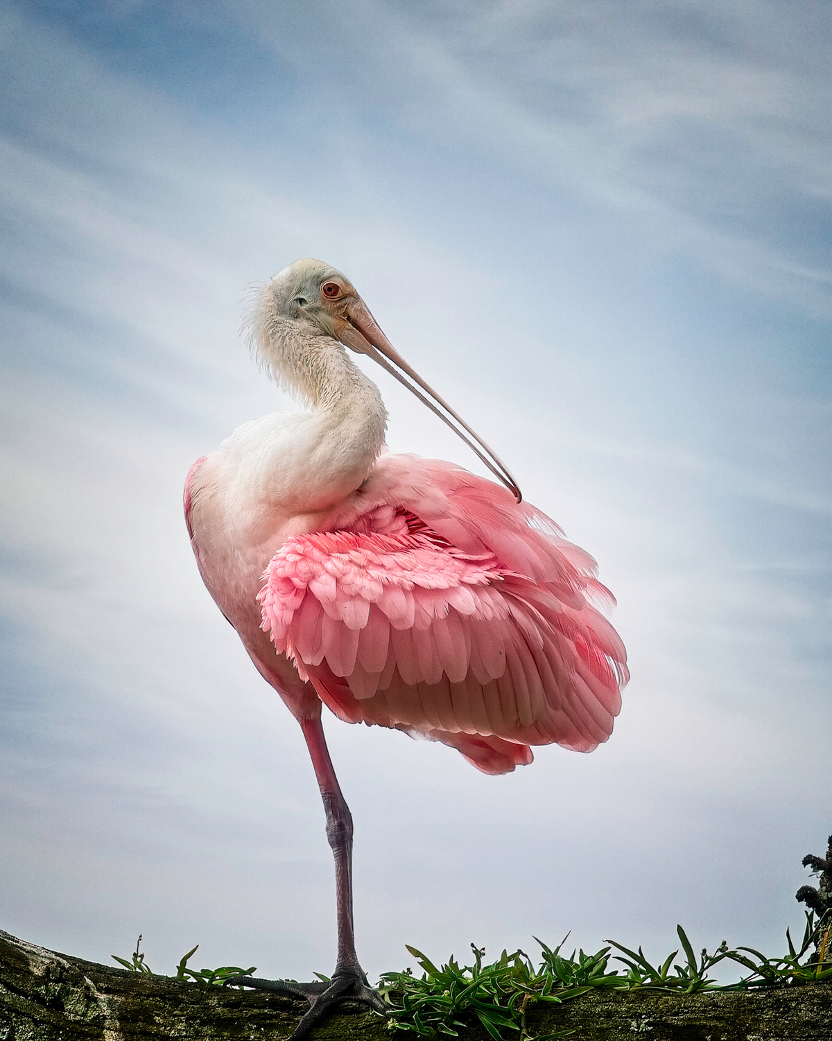 Pink Elegance