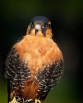 Falcon with rich amber breast and dark cap staring directly at camera — Bill Felter Photography