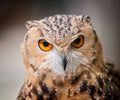 Eurasian Eagle-Owl close-up portrait with blazing orange eyes — Bill Felter Photography