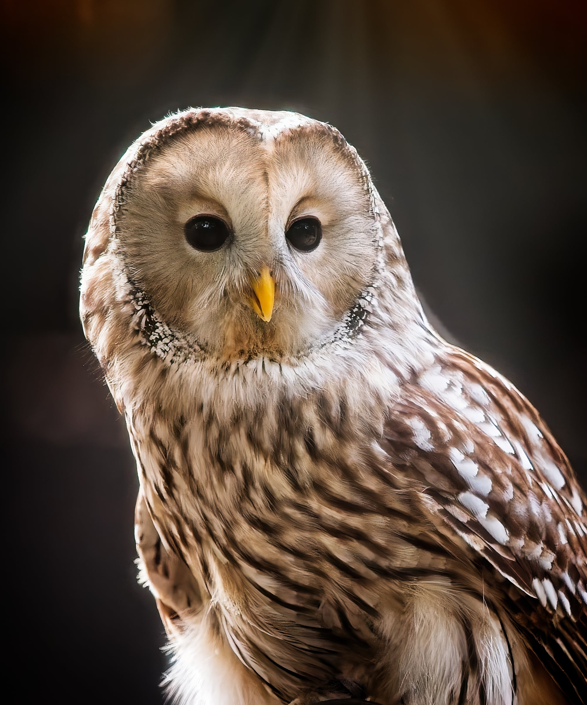 Ural Owl three-quarter portrait with rounded facial disc and dark eyes — Bill Felter Photography