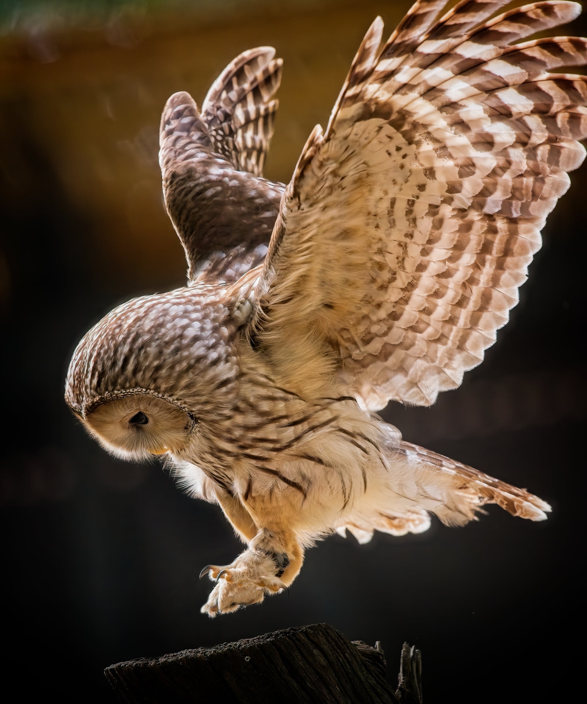 Ural Owl with wings fully spread in landing approach, talons extended — Bill Felter Photography