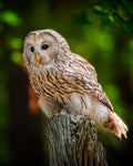 Ural Owl perched on weathered post with lush green forest background — Bill Felter Photography