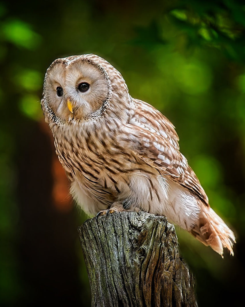Ural Owl perched on weathered post with lush green forest background — Bill Felter Photography