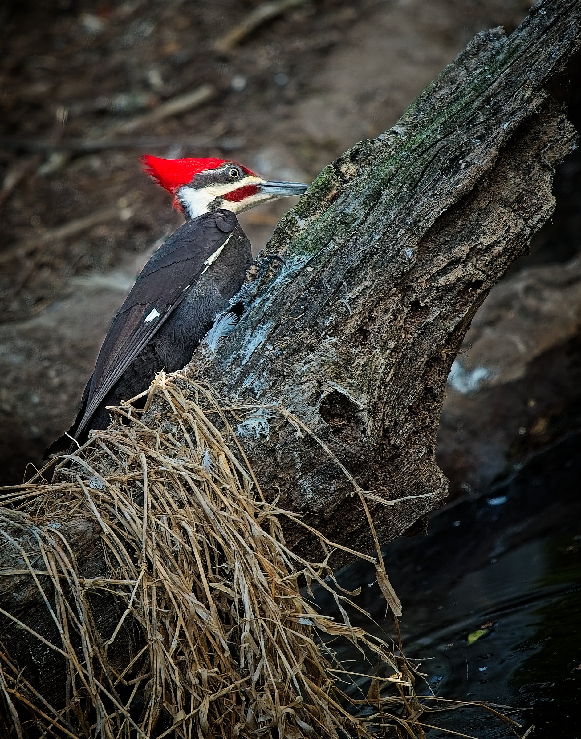 Red Crest Rising