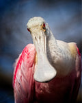 Roseate Spoonbill — Face to Face