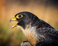 Peregrine Falcon close-up portrait with yellow eye-ring and open beak — Bill Felter Photography
