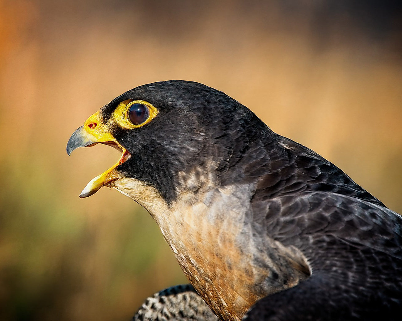 Peregrine Falcon close-up portrait with yellow eye-ring and open beak — Bill Felter Photography