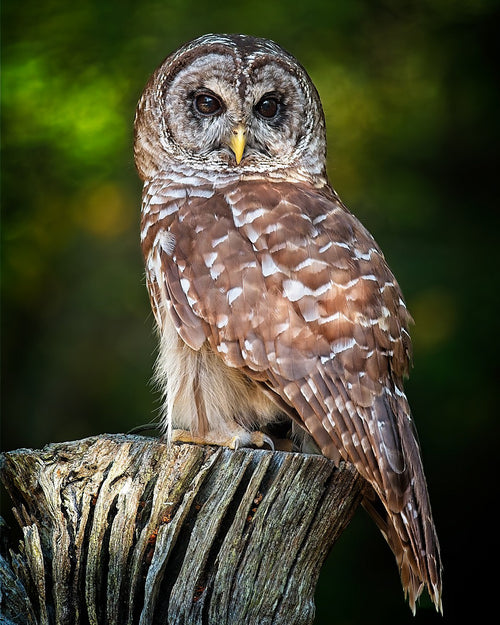 Barred Owl perched on weathered stump in dappled forest light — Bill Felter Photography