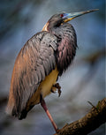 The Watcher