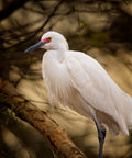 Snowy Egret in Breeding Plumage