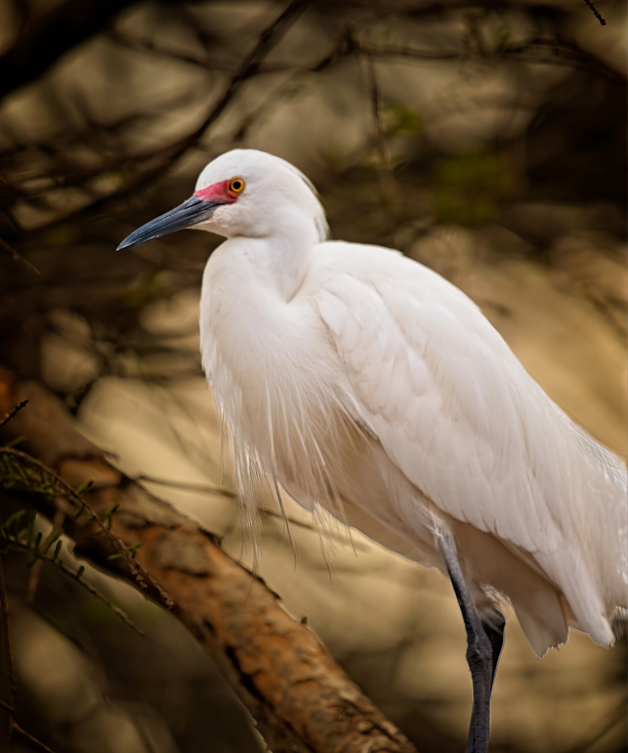 Snowy Egret in Breeding Plumage
