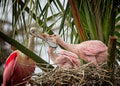 Roseate Spoonbill Family