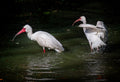 White Ibis Pair Splashing