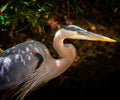 Great Blue Heron Close-Up