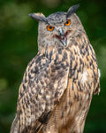 Eurasian Eagle-Owl with ear tufts raised and beak open mid-call — Bill Felter Photography