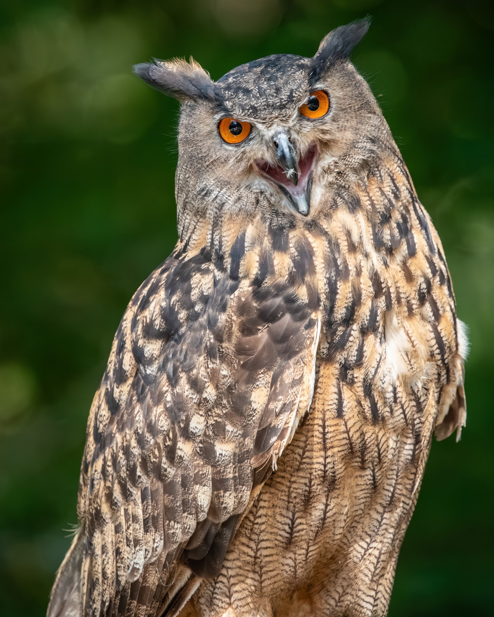 Eurasian Eagle-Owl with ear tufts raised and beak open mid-call — Bill Felter Photography