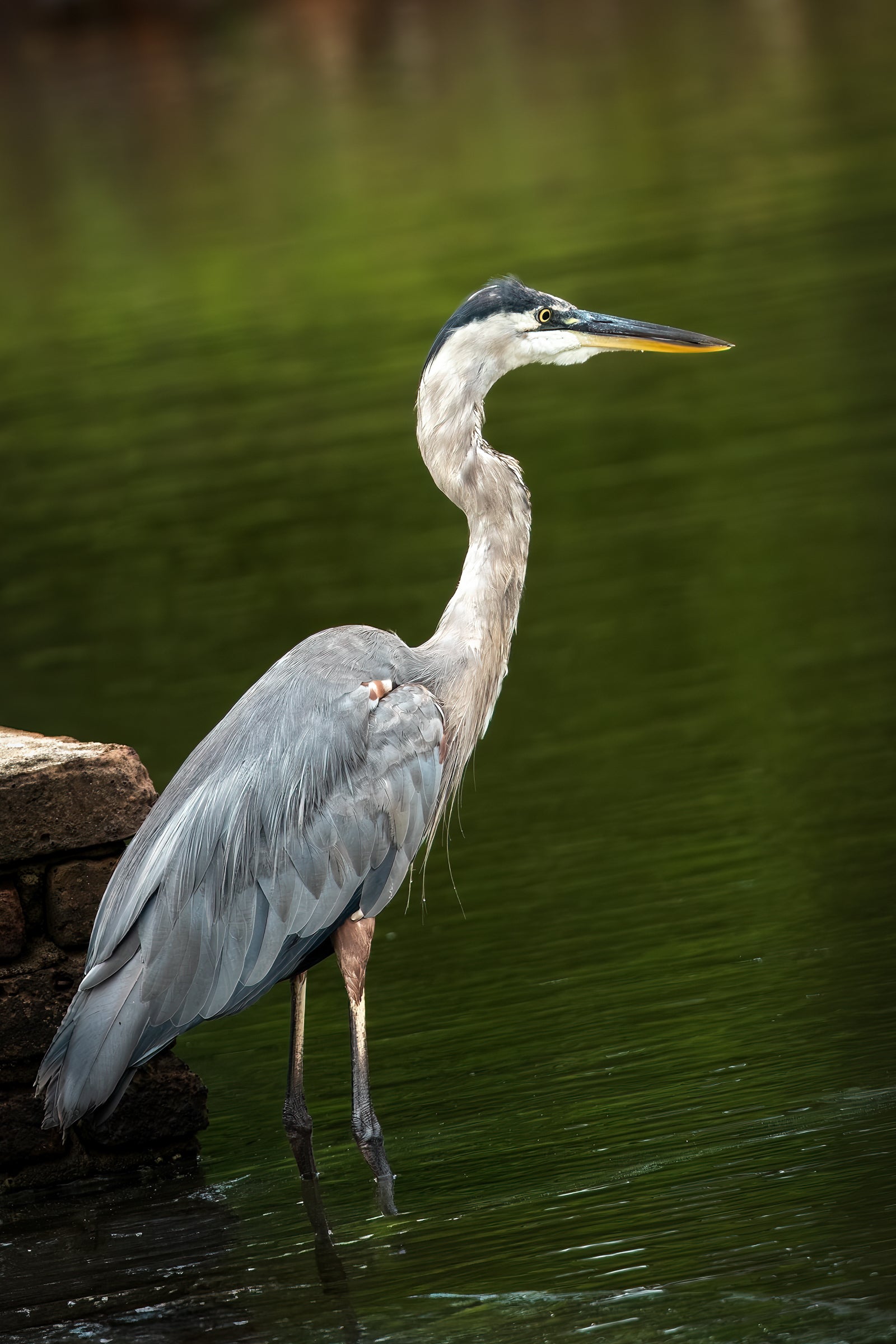 Great Blue Heron at Water's Edge