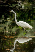 Great Egret Wading — With Reflection