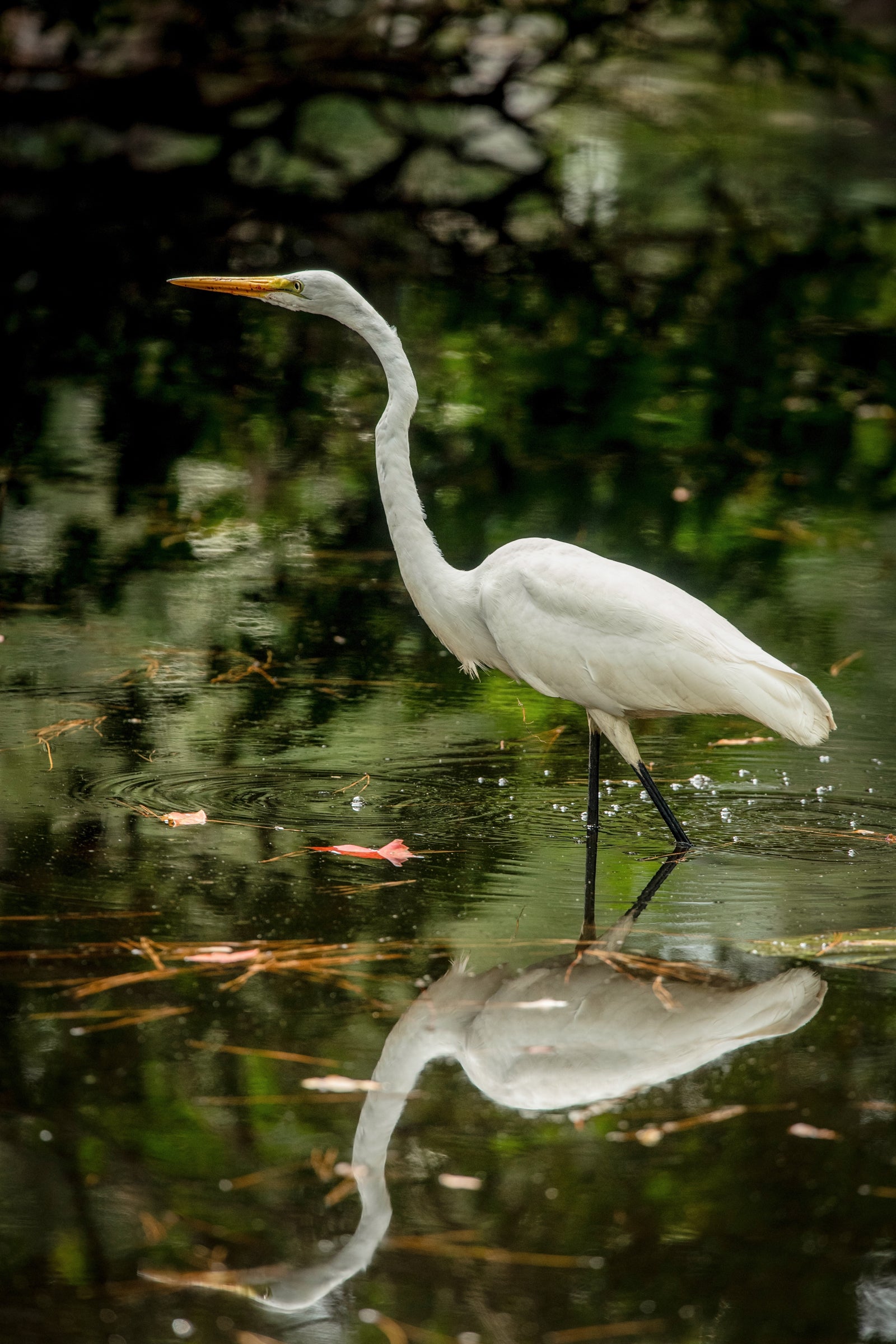 Great Egret Wading — With Reflection