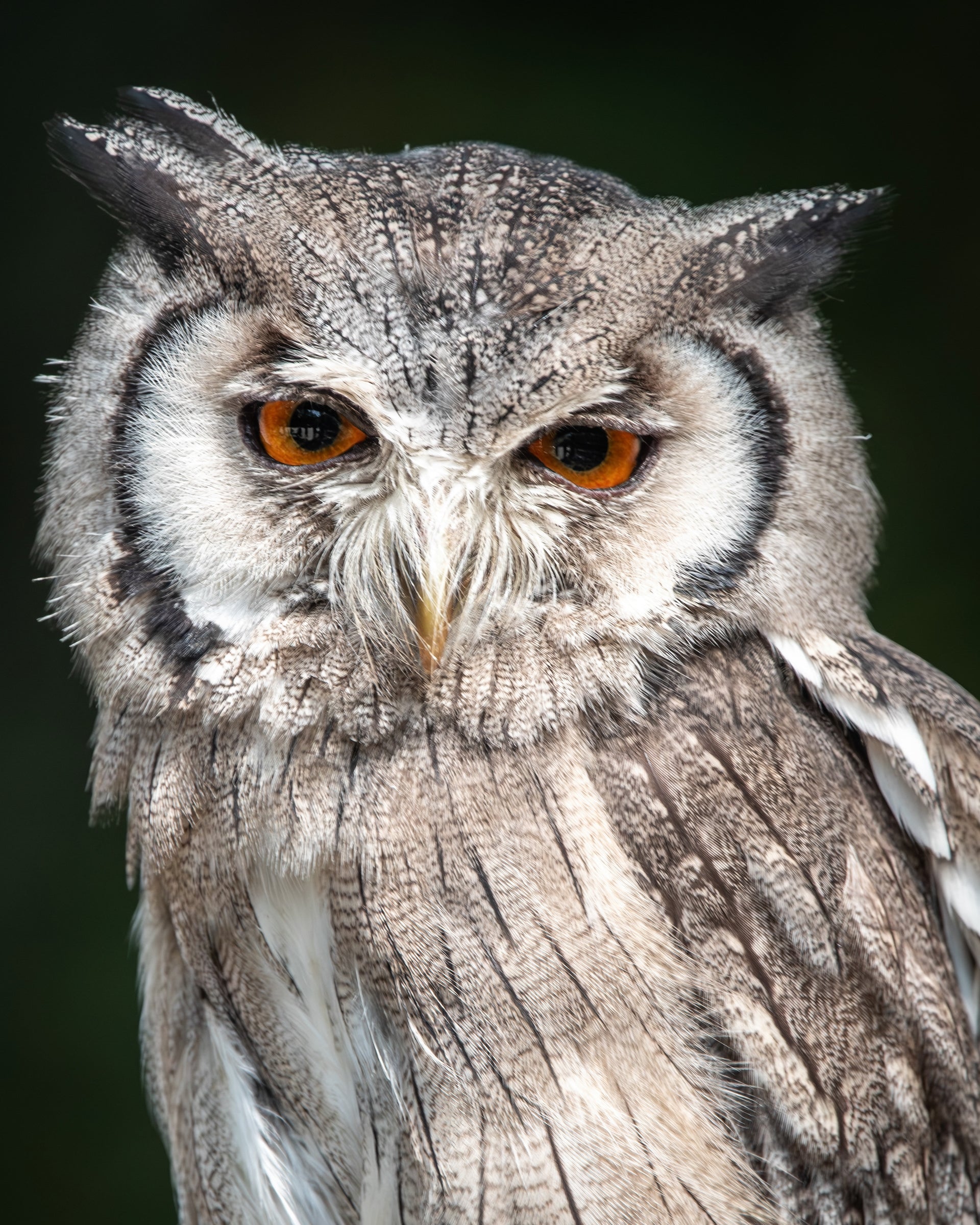 Northern White-faced Owl with blazing orange eyes staring directly at camera — Bill Felter Photography