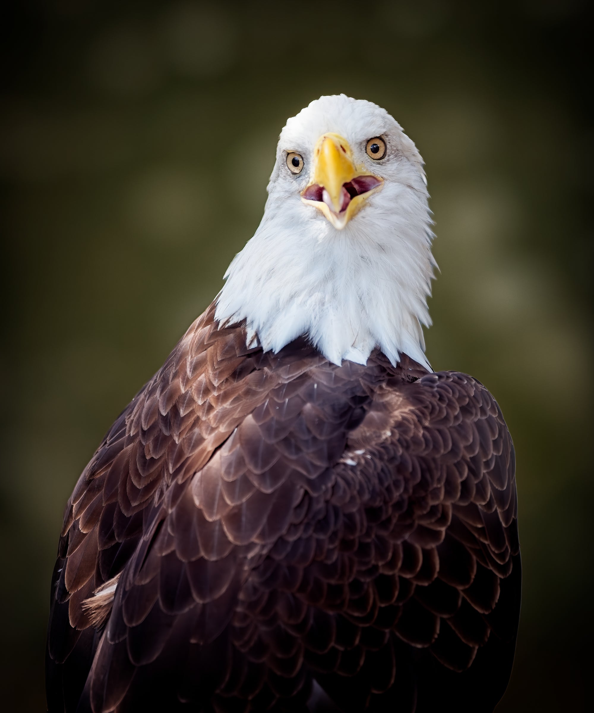 Bald Eagle Calling