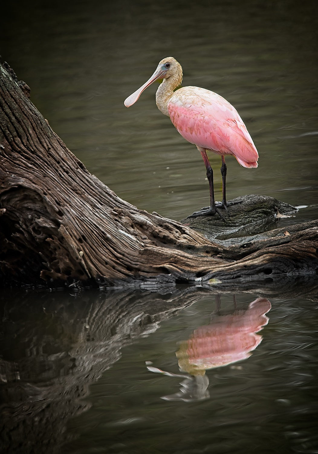 Young Roseate Spoonbill at Rest