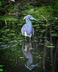 A blue heron stands in dark, algae-covered water with its reflection clearly visible. The bird has iridescent blue and purple feathers, a long blue beak, and a white underbelly.