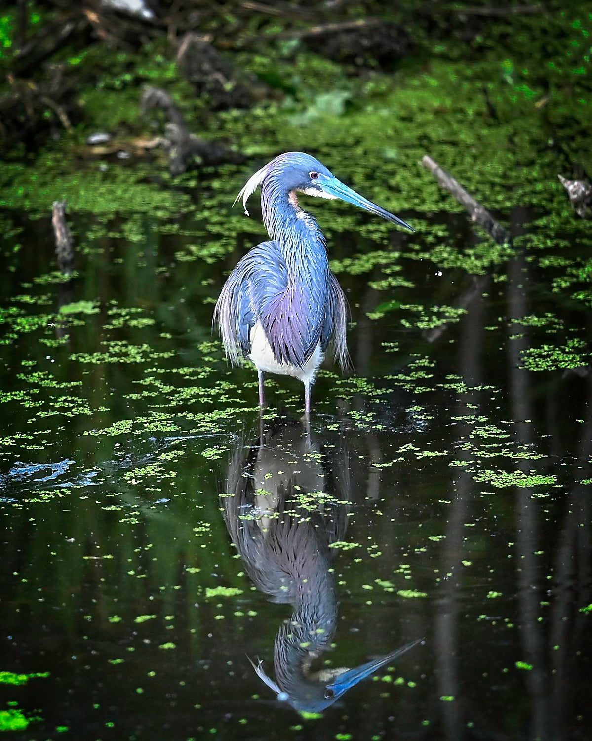 A blue heron stands in dark, algae-covered water with its reflection clearly visible. The bird has iridescent blue and purple feathers, a long blue beak, and a white underbelly.