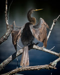 Anhinga Portrait in Blue