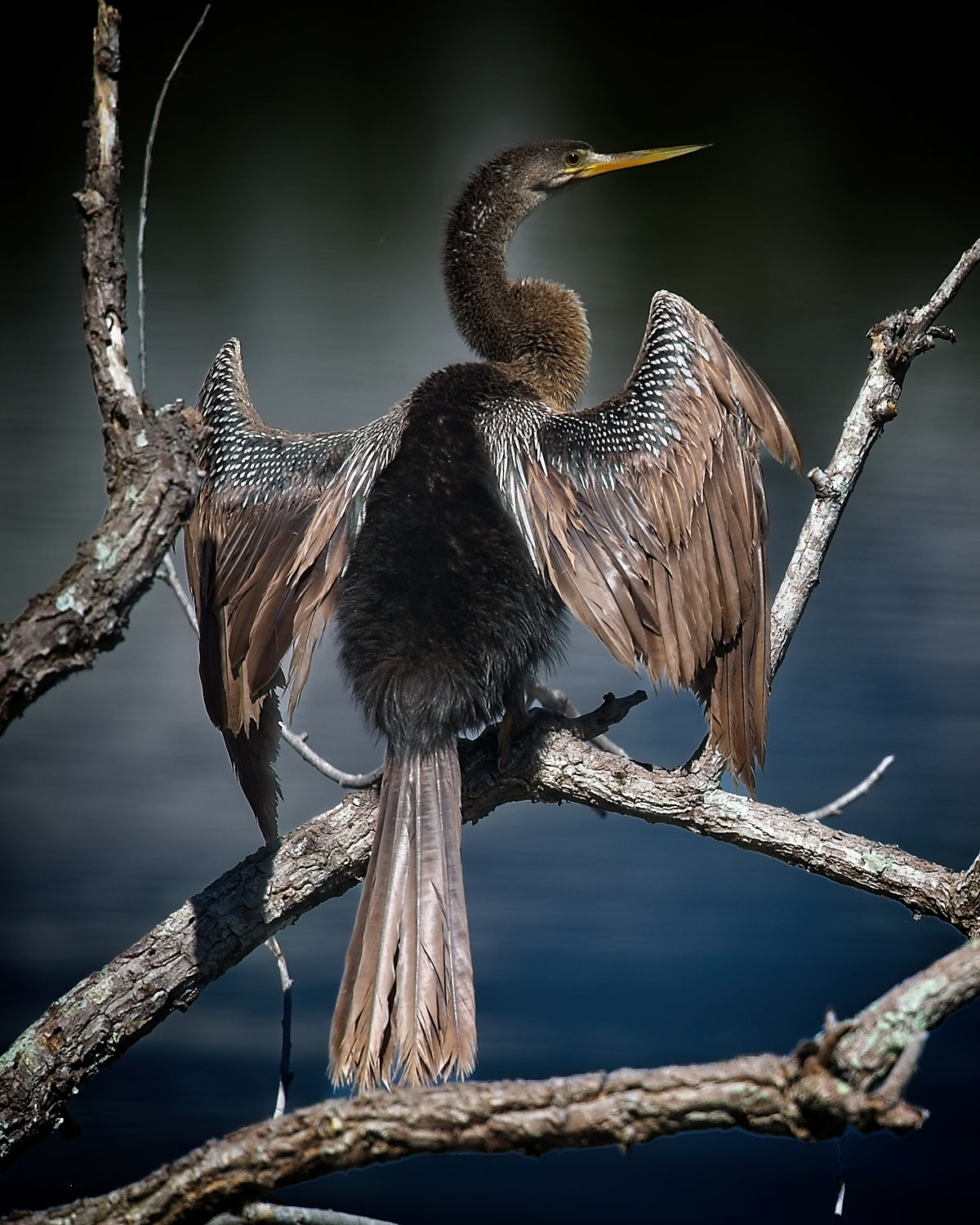 Anhinga Portrait in Blue